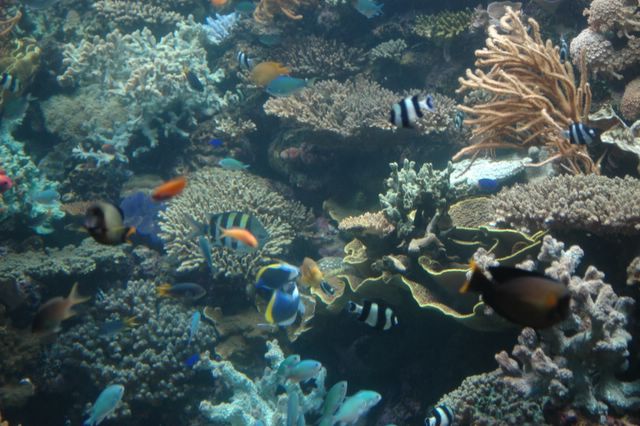 Im Aquarium von Singapur