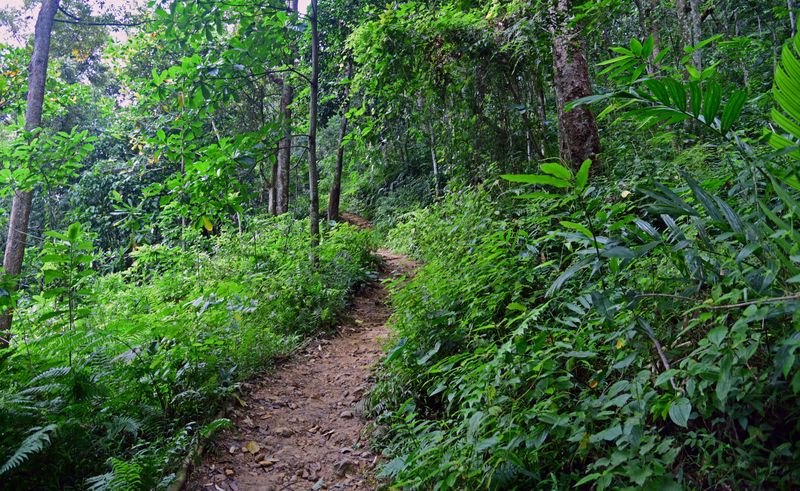 Wanderweg in Gunung Leuser Nationalpark