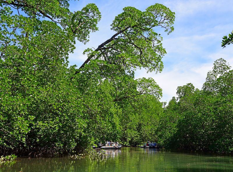 Mangroven im Lampi Channel