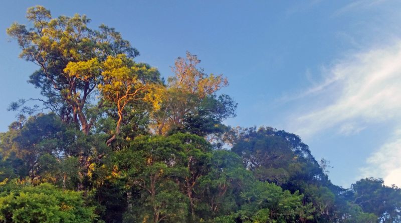 Mangroven vom Lampi River (Handybild)