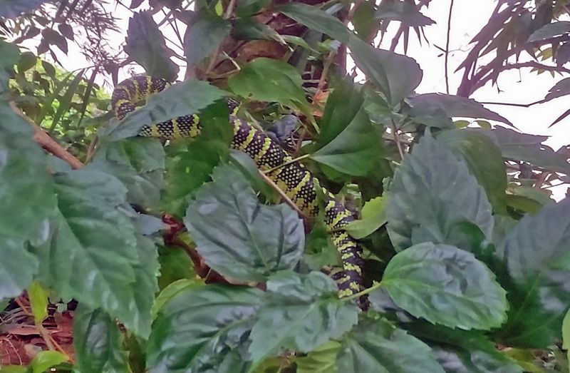 Eine Wagler's Pit Viper Schlange in Gunung Leuser Nationalpark (Handybild)