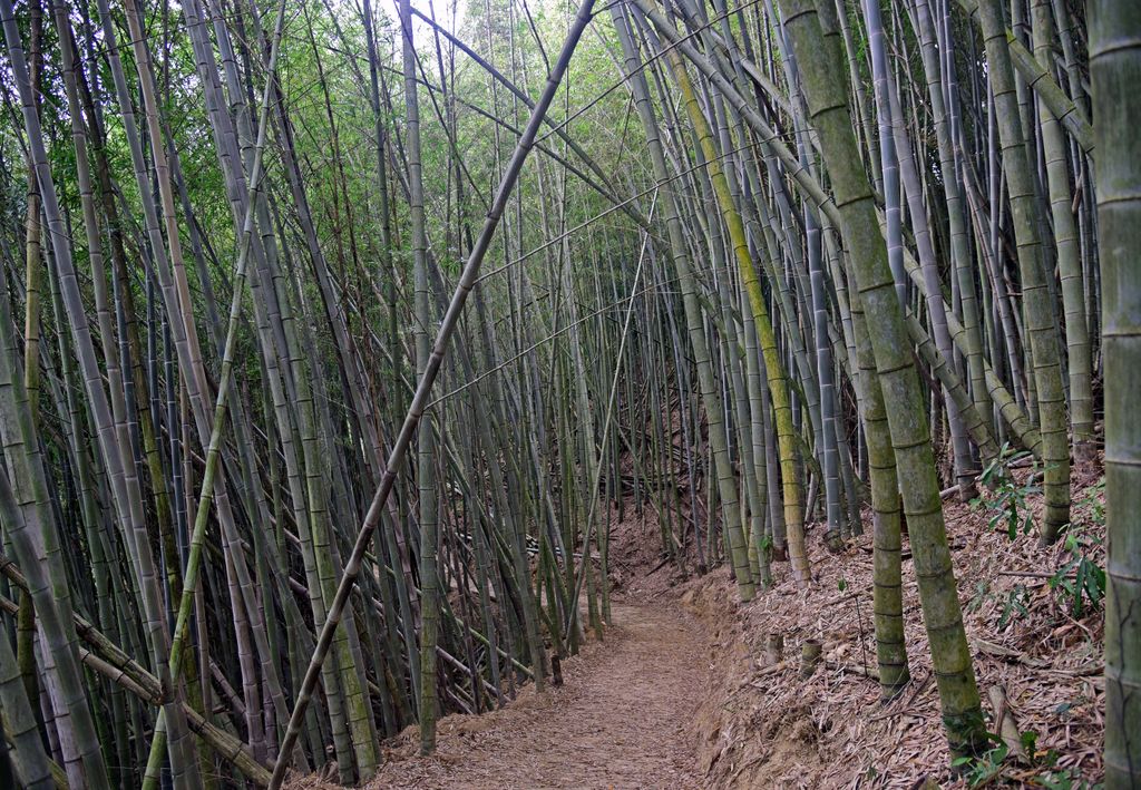 Der Bambuswald der 'Bo Zho Villa' in Sanyi
