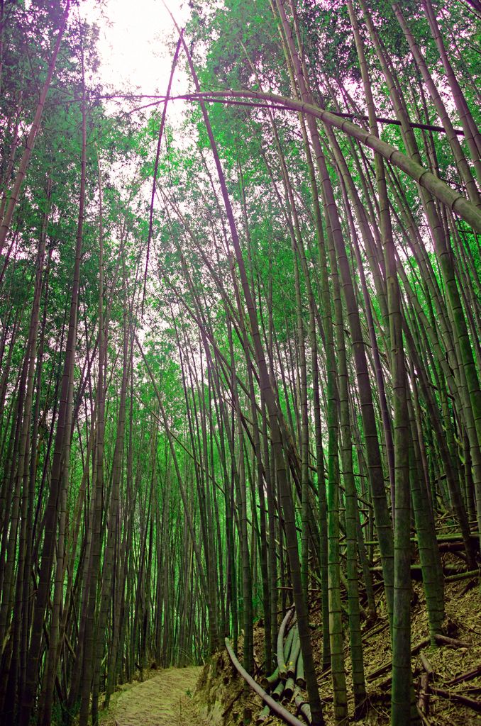 Der Bambuswald der 'Bo Zho Villa' in Sanyi