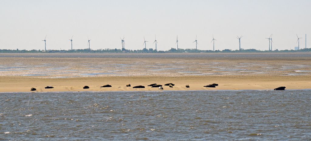Robben auf der Weser