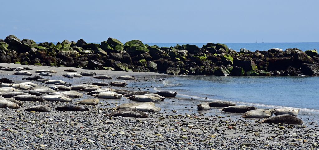 Robben auf der Insel 'Düne' auf Helgoland