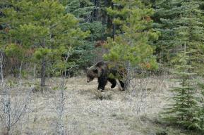Auf fotografischer Bärenjagd in Kanada