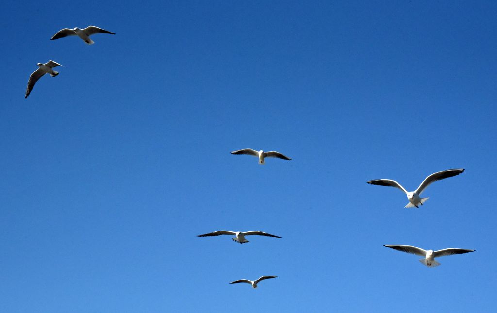 Vögel im Donau-Delta