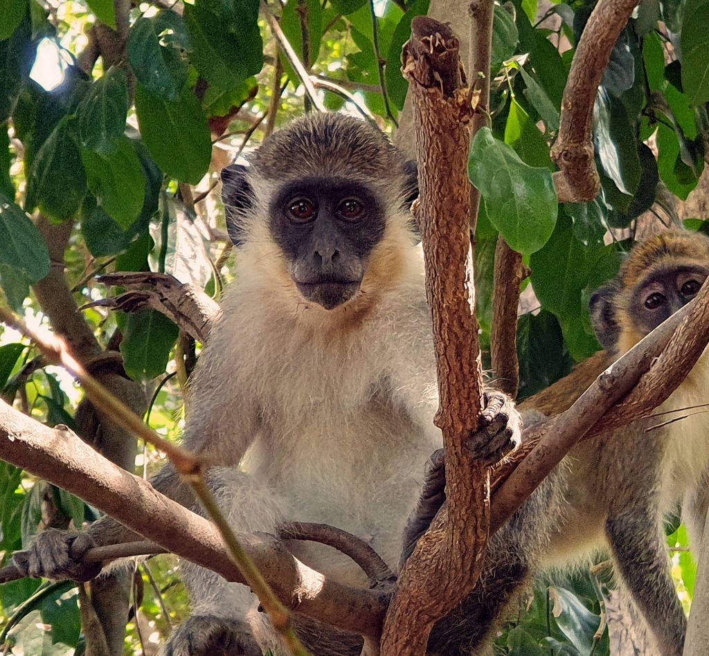 Ein Affe im Bijilo Nationalpark