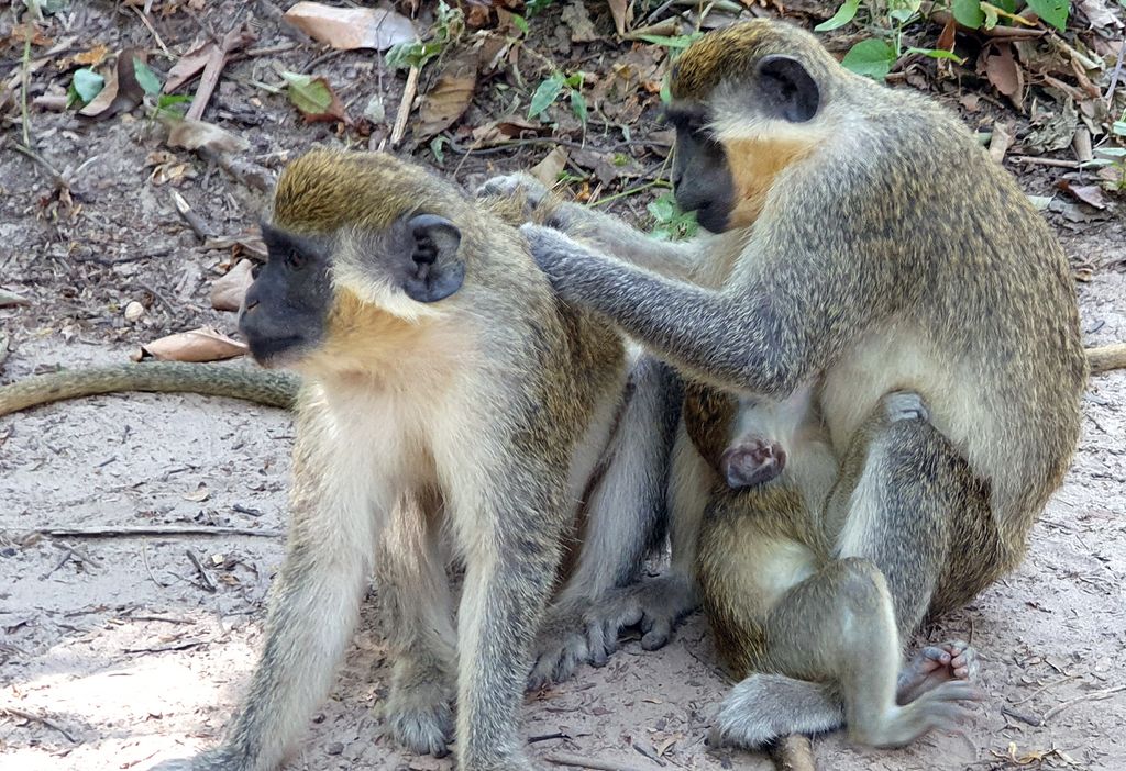 Affenputzen im Bijilo Nationalpark