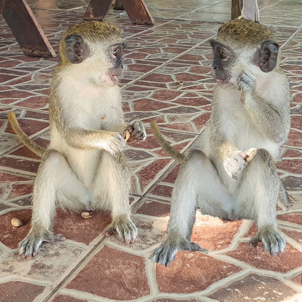Hungrige Affen-Zwillinge im Kairaba Beach Hotel