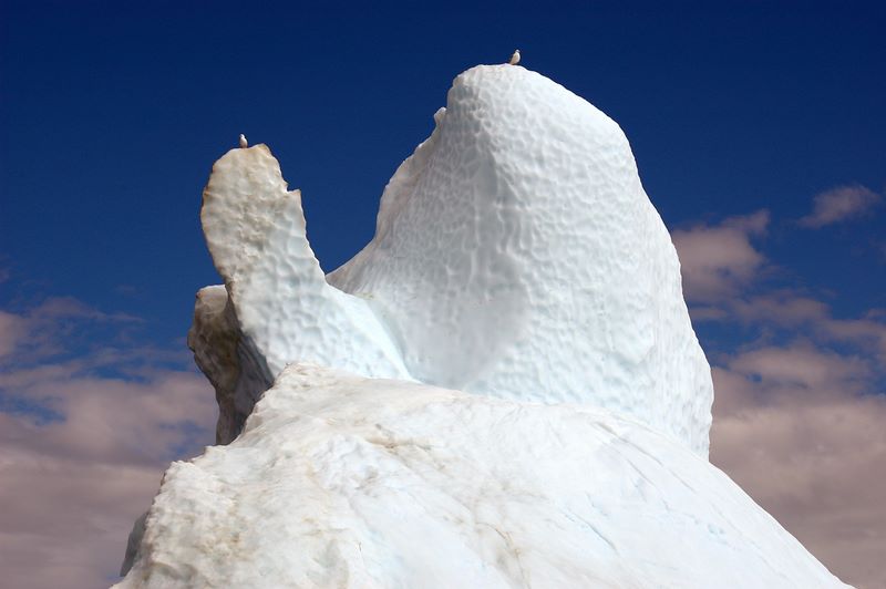 Eisberg mit Vögelchen