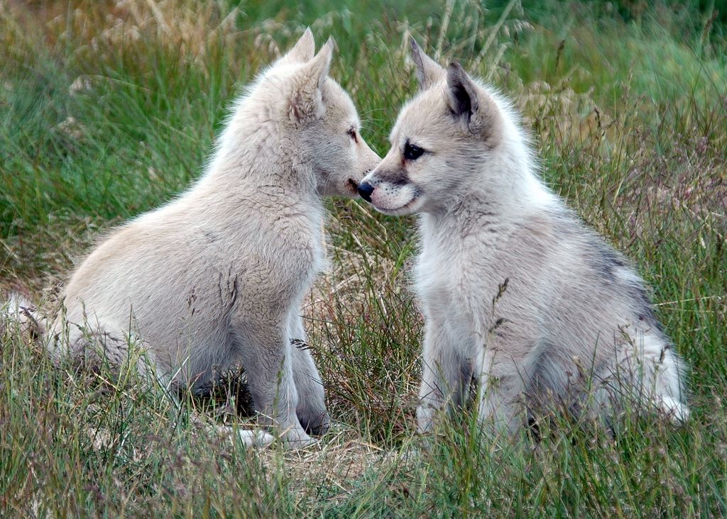 Zwei süße Grönland Hunde