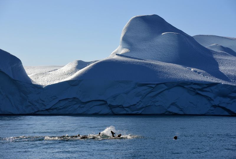 Robben im Eisfjord von Ilulissat