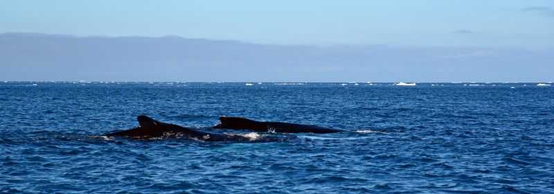 Wale im Eisfjord von Ilulissat