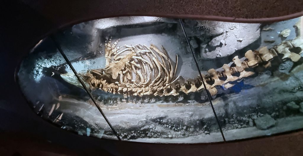 Ein Wal-Skelett im Marine Mammal Interpretation Centre in Tadoussac