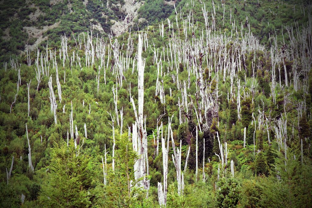 Abgestorbene Bäume im Pumalin Douglas Tompkins National Park