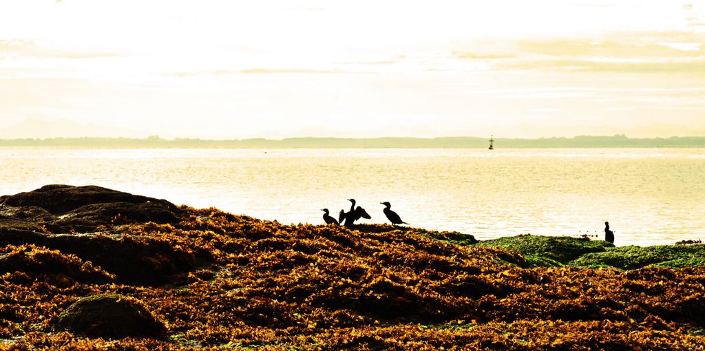 Vögel am Strand nahe der Festung Agüi in Chiloé