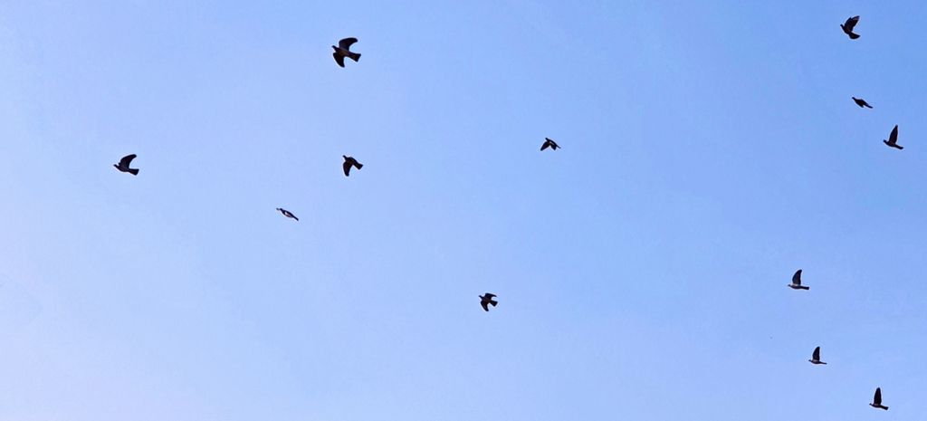 Vögel am Himmel von Hochheim