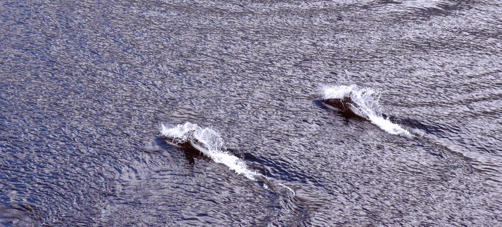 Delphine über dem Wasser in den Fjorden von Chile