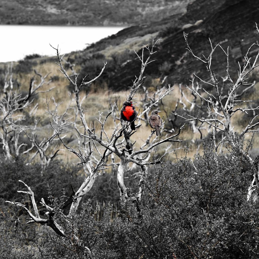 Folgen eines Waldbrandes im Torres del Paine Nationalpark