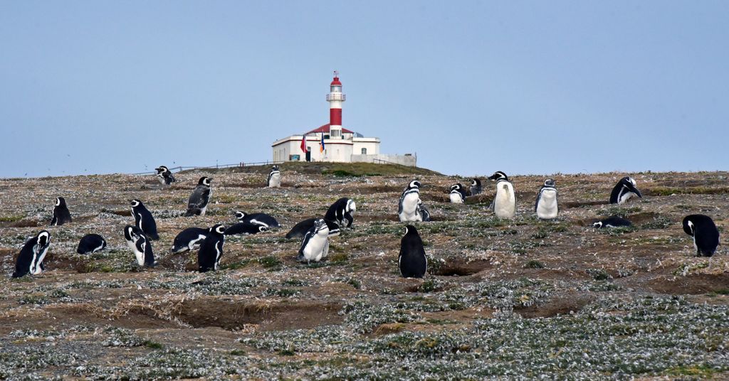 Pinguine und der Leuchtturm auf der Insel Magdalena