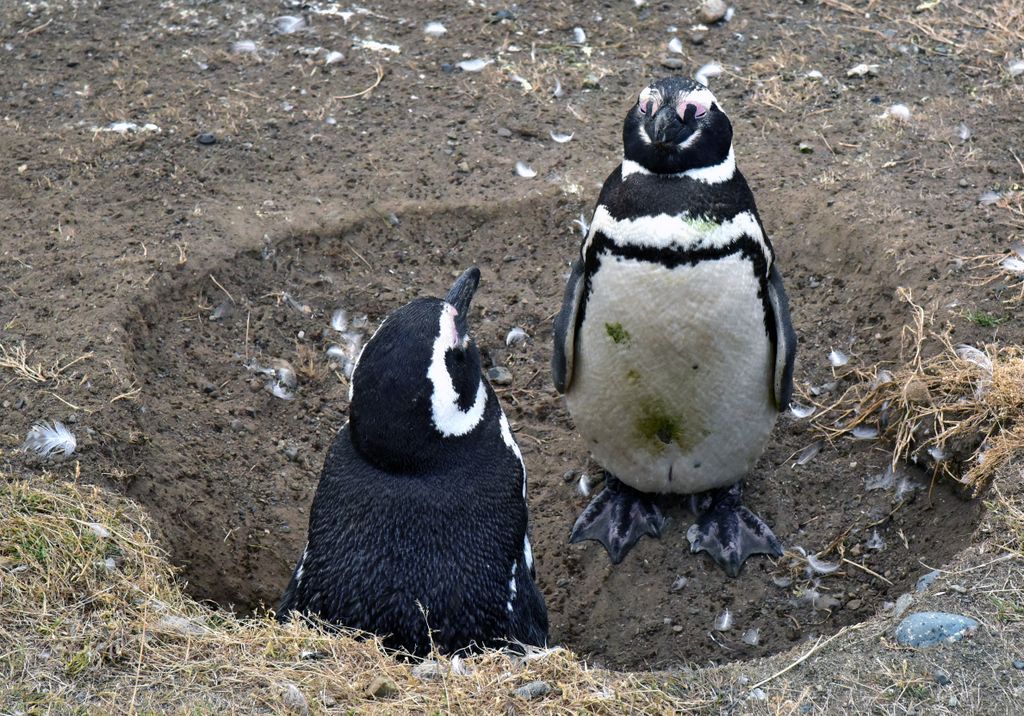 Pinguine in zwei Meter Abstand auf der Insel Magdalena