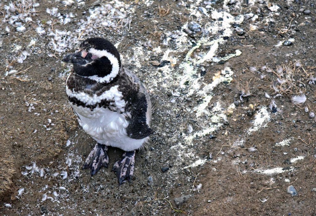 Mr. Pinguin Junior, Insel Magdalena