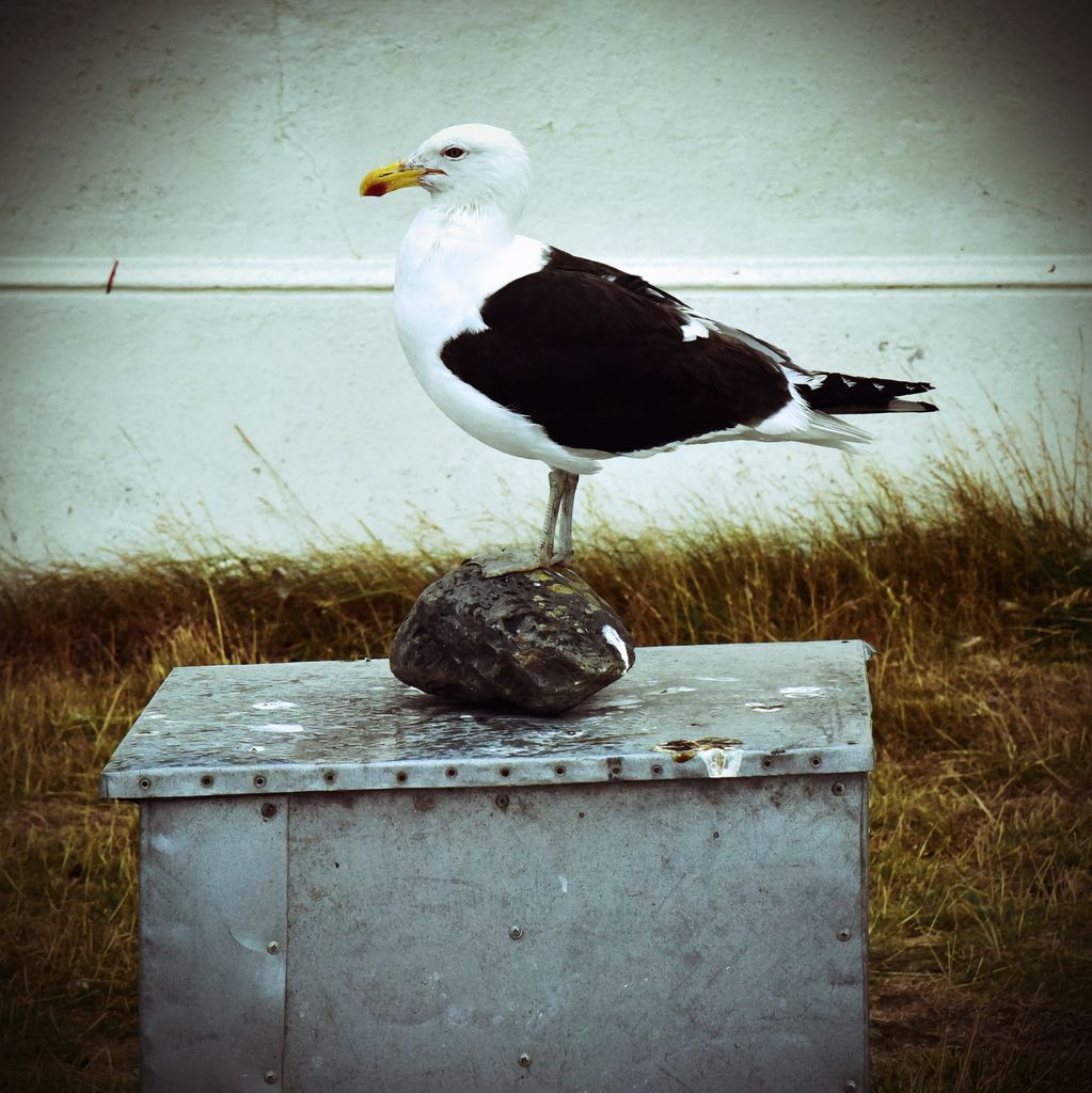 Das Denkmal 'El Pájaro Vivo', Insel Magdalena