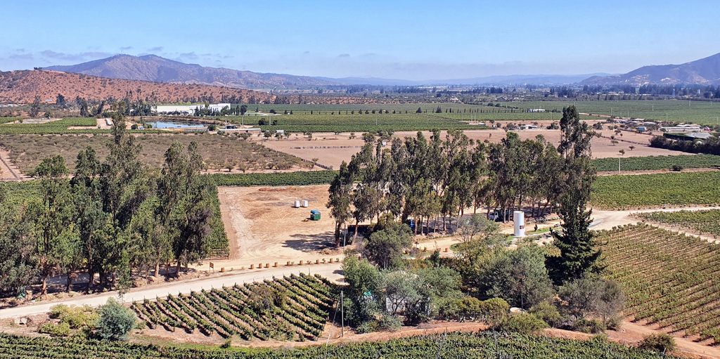Blick auf die Weinberge / Indomita Vineyard / Casablanca Valley
