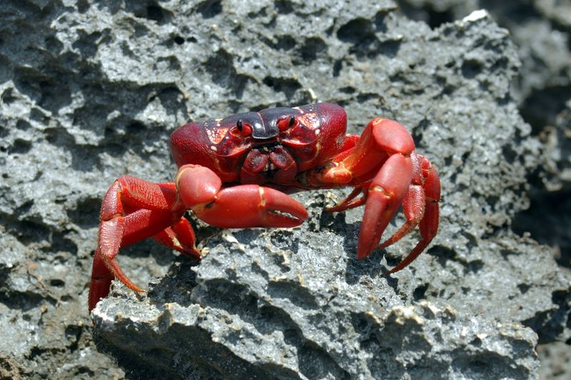 Eine rote Christmas Island Crab