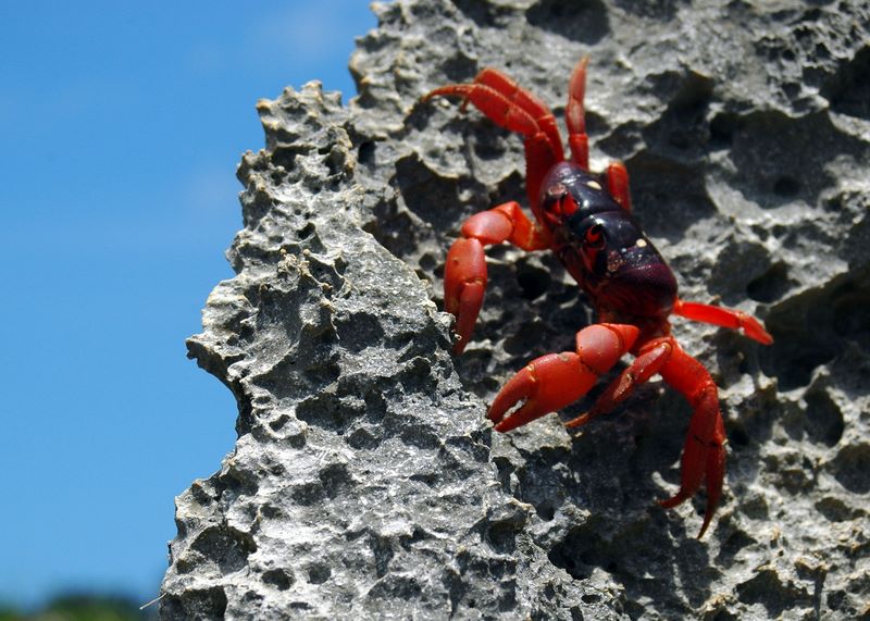 Eine rote Christmas Island Crab