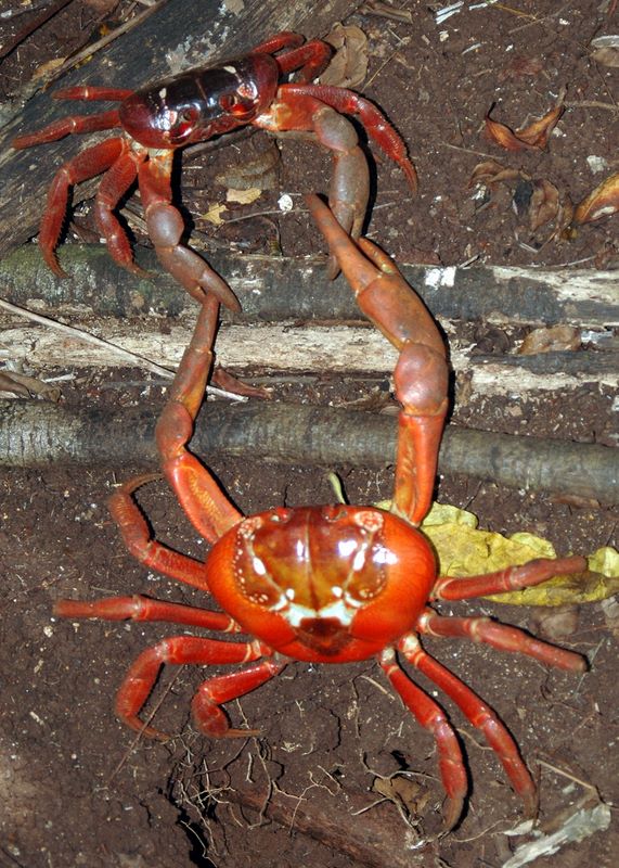 Zwei rote Christmas Island Crabs kämpfen