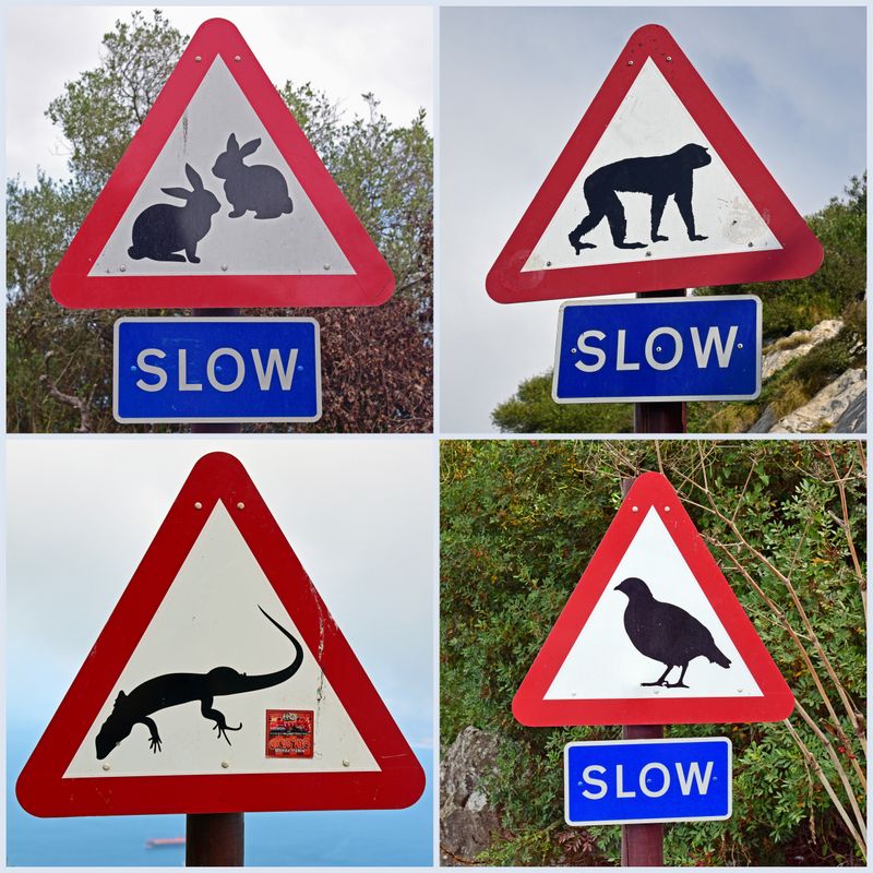 Warnung vor vielen Tieren in Gibraltar