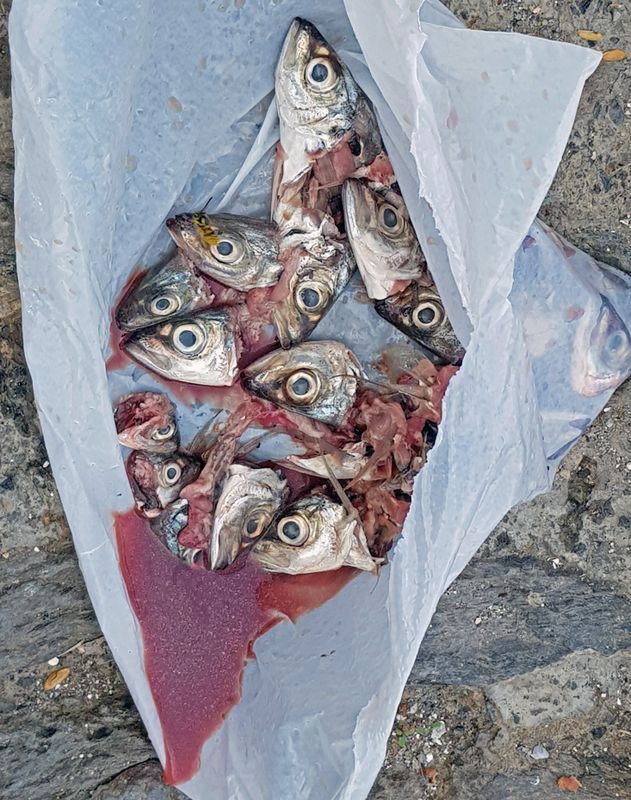 Fischköpfe in Pampaneira