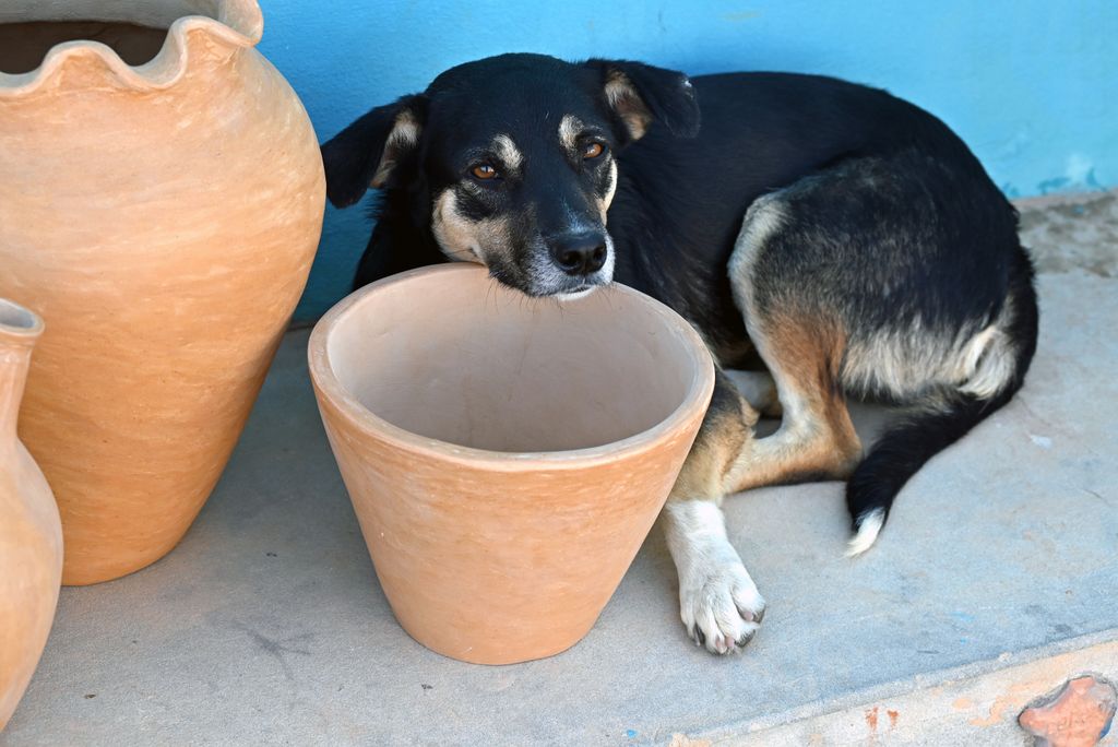 Ein Hund auf Boa Vista, Kapverden