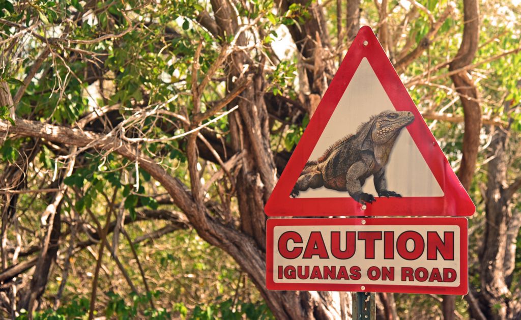 Warnung vor Iguana, Cayman Brac
