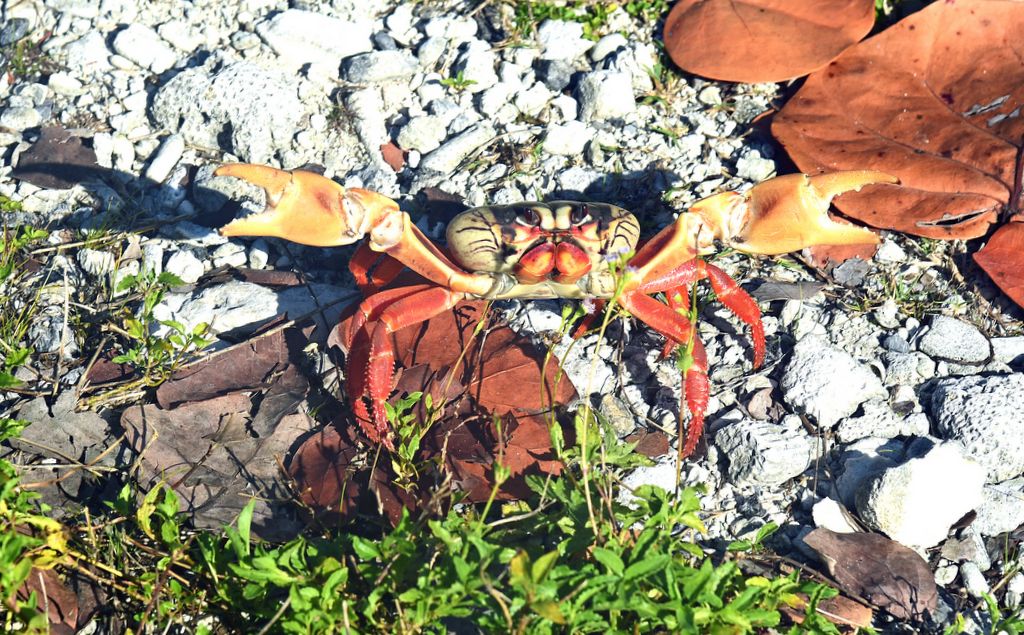 Eine rote Krabbe auf der Halbinsel Guanahacabibes