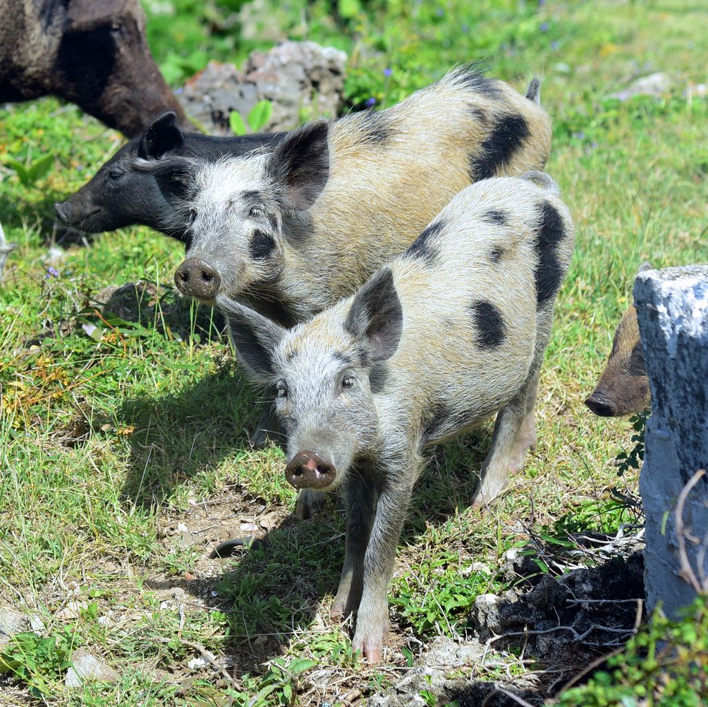 Schweinchen am Leuchtturm Faro Roncali, Halbinsel Guanahacabibes