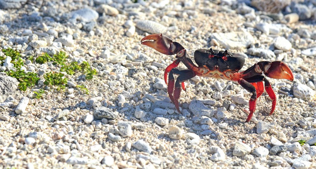 Rote Krabben-Invasion auf der Halbinsel Guanahacabibes
