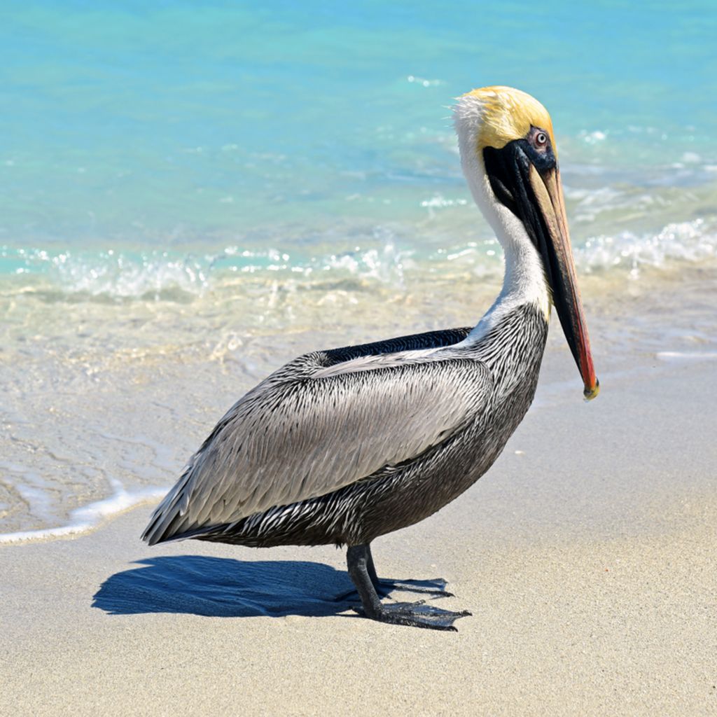 Ein Pelikan in Varadero