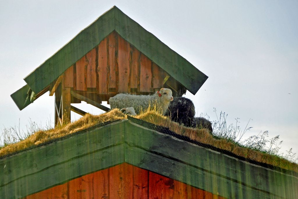 Schafe auf dem Dach Lofoten / Norwegen