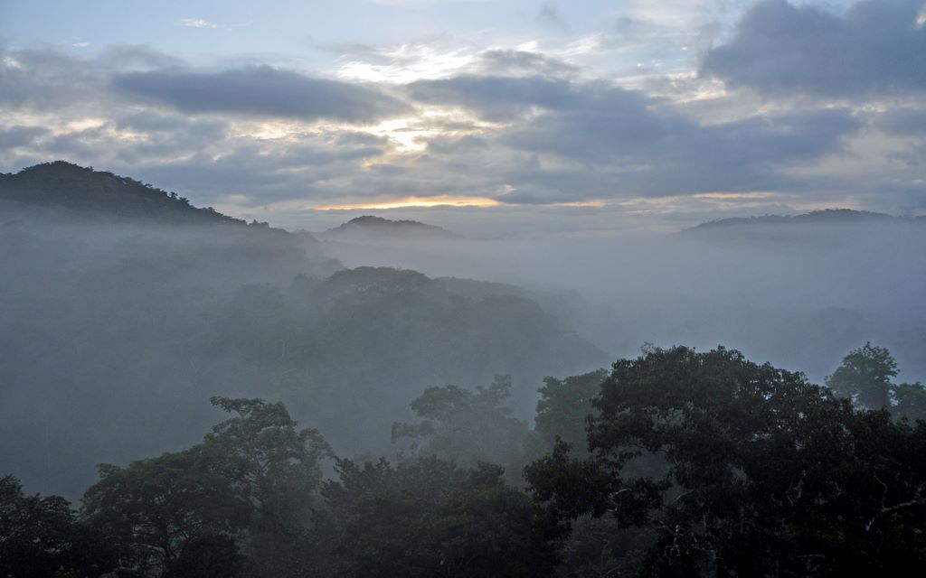 Blick auf den Dschungel in Panama