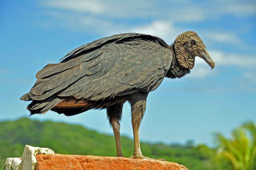 Ein Rabengeier (Black Vulture) in Portobelo