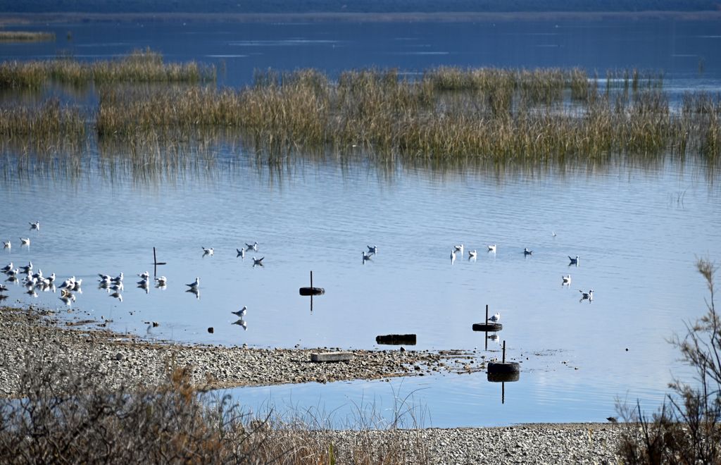 Vögel auf dem Vraner See