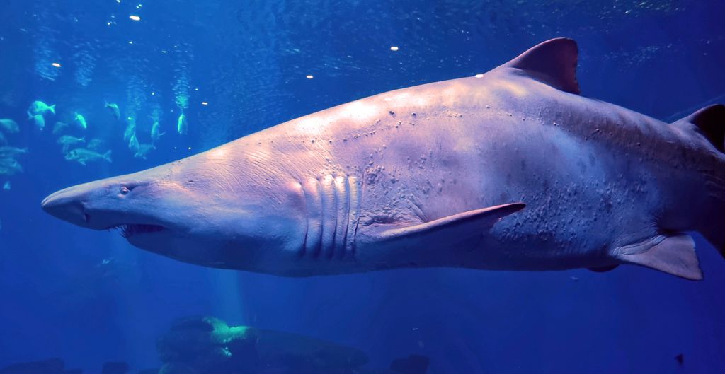 Sandbankhai oder Sandtigerhai? im Palma Aquarium auf Mallorca