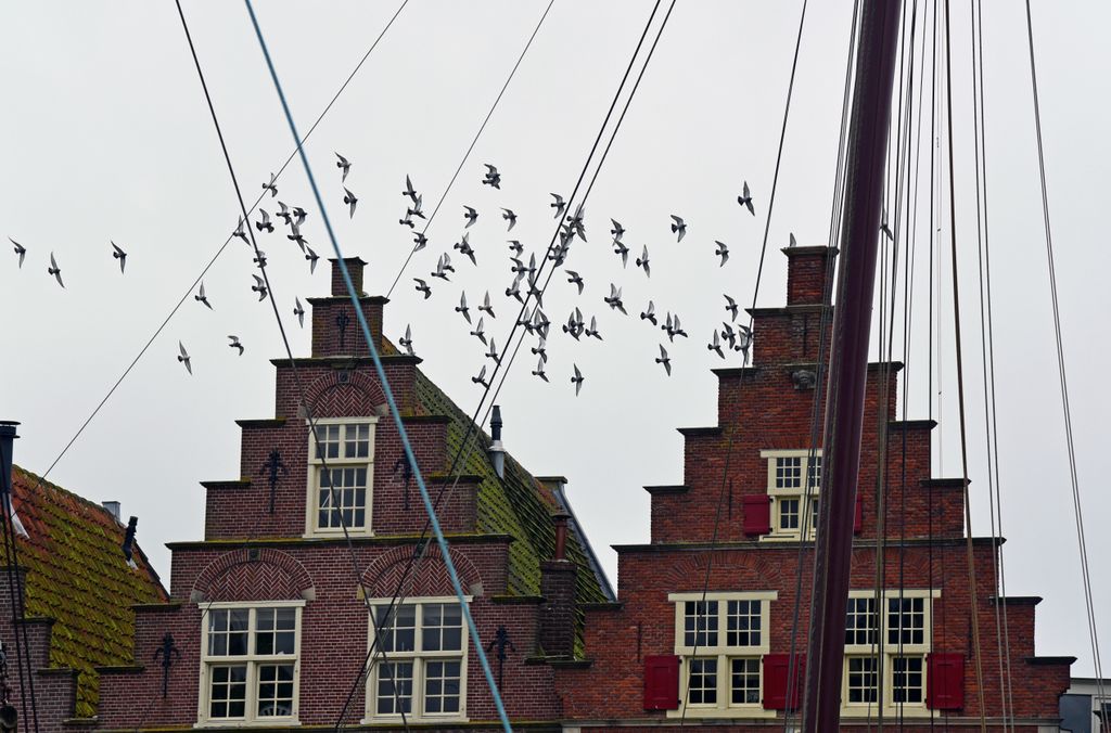Vögel in Hoorn