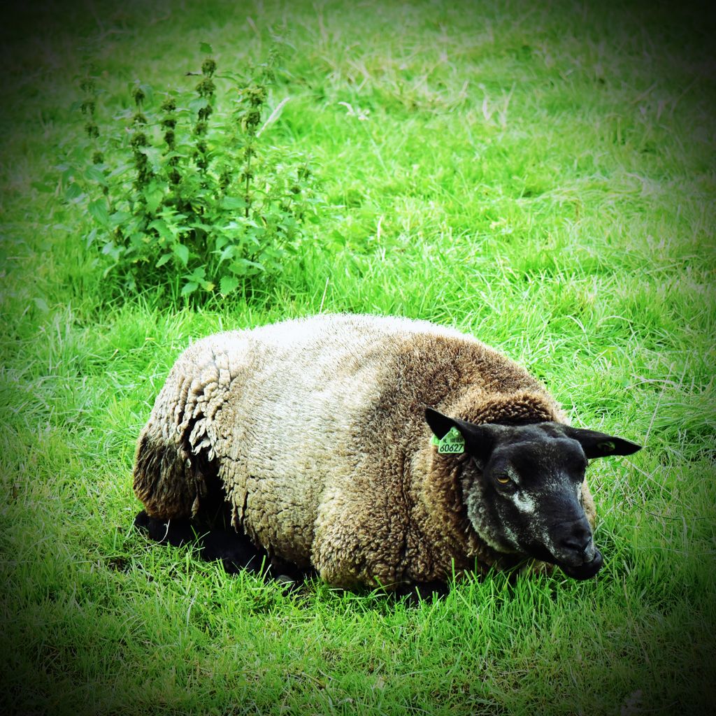 Ein Schaf im Freilichtmuseum Zaanse Schans