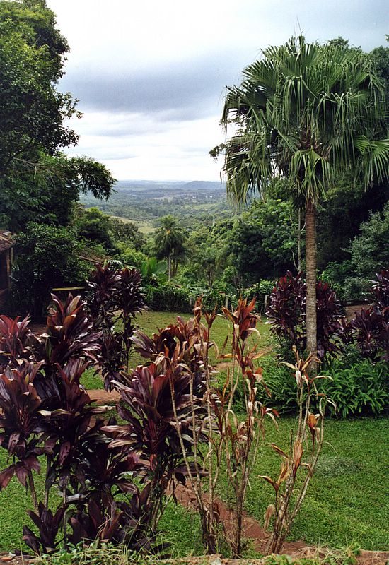 Blick vom Hotel in den Dschungel