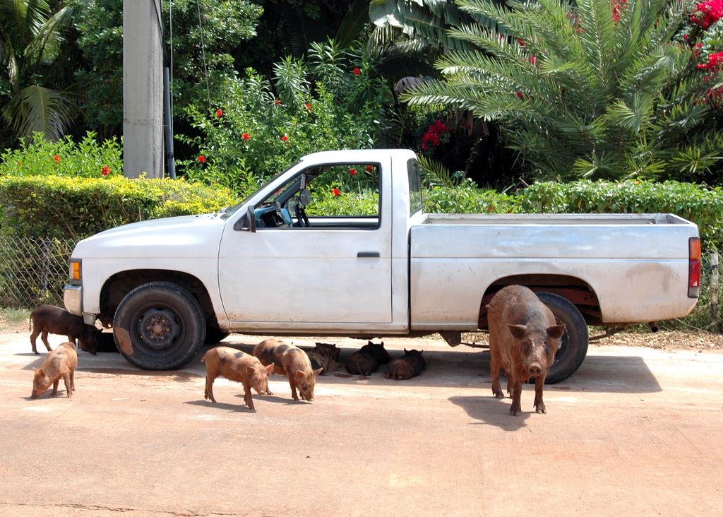 Guam Schweine