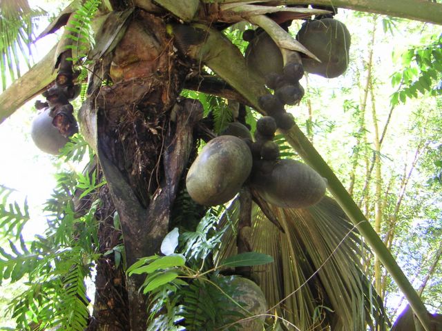 Die Kokosnuss 'Coco de Mer'